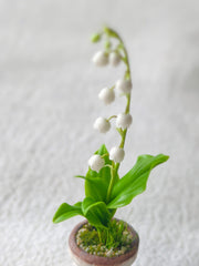 Lily of the Valley Potted Plant Close-up | ToastDoll