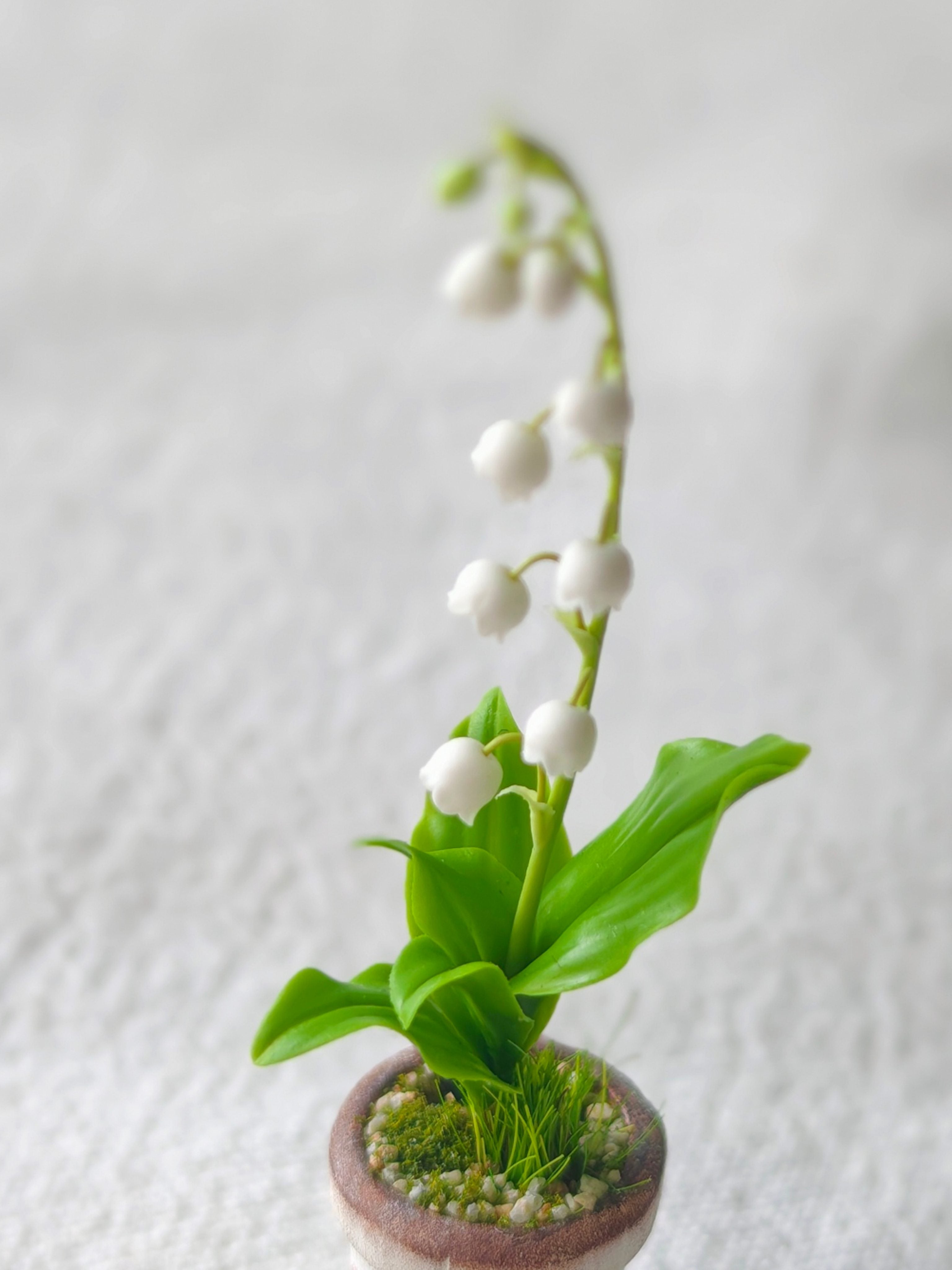 Lily of the Valley Potted Plant Close-up | ToastDoll